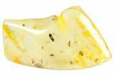 Polished Colombian Copal ( g) - Contains Insects! #364305-1
